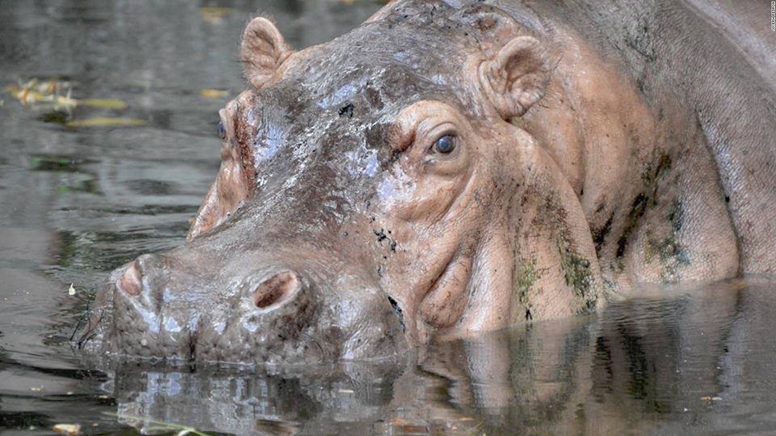 Bertha, World's 'oldest Captive Hippo', Dies At 65 - Cnn