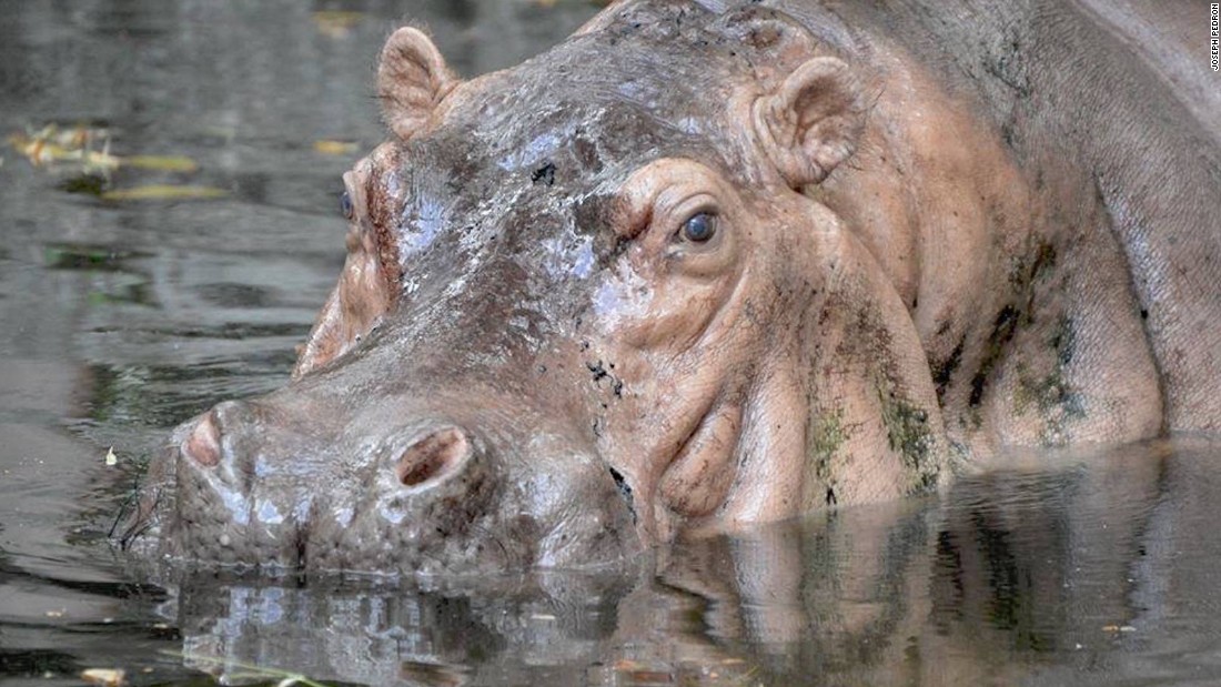 Bertha, world's 'oldest captive hippo', dies at 65 - CNN