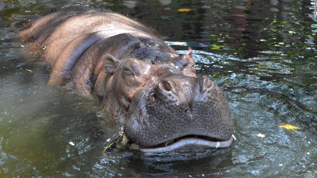 Bertha, world's 'oldest captive hippo', dies at 65 - CNN