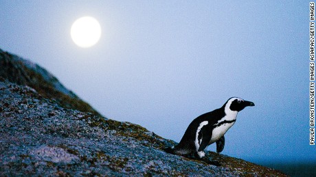 An African penguin walks during a full moon at Boulders Beach June 29,2010 in Simon&#39;s Town, South Africa. 
