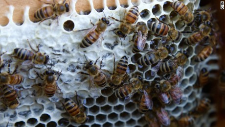 EPA expands use of pesticide that can be toxic to bees