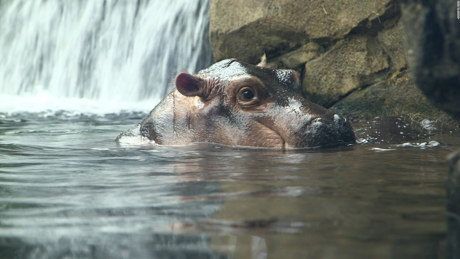 How Baby Hippo Fiona Became A Celebrity 17 Cnn Video