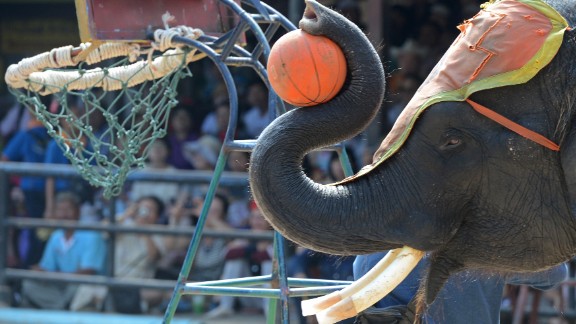 stockx elephant dunk