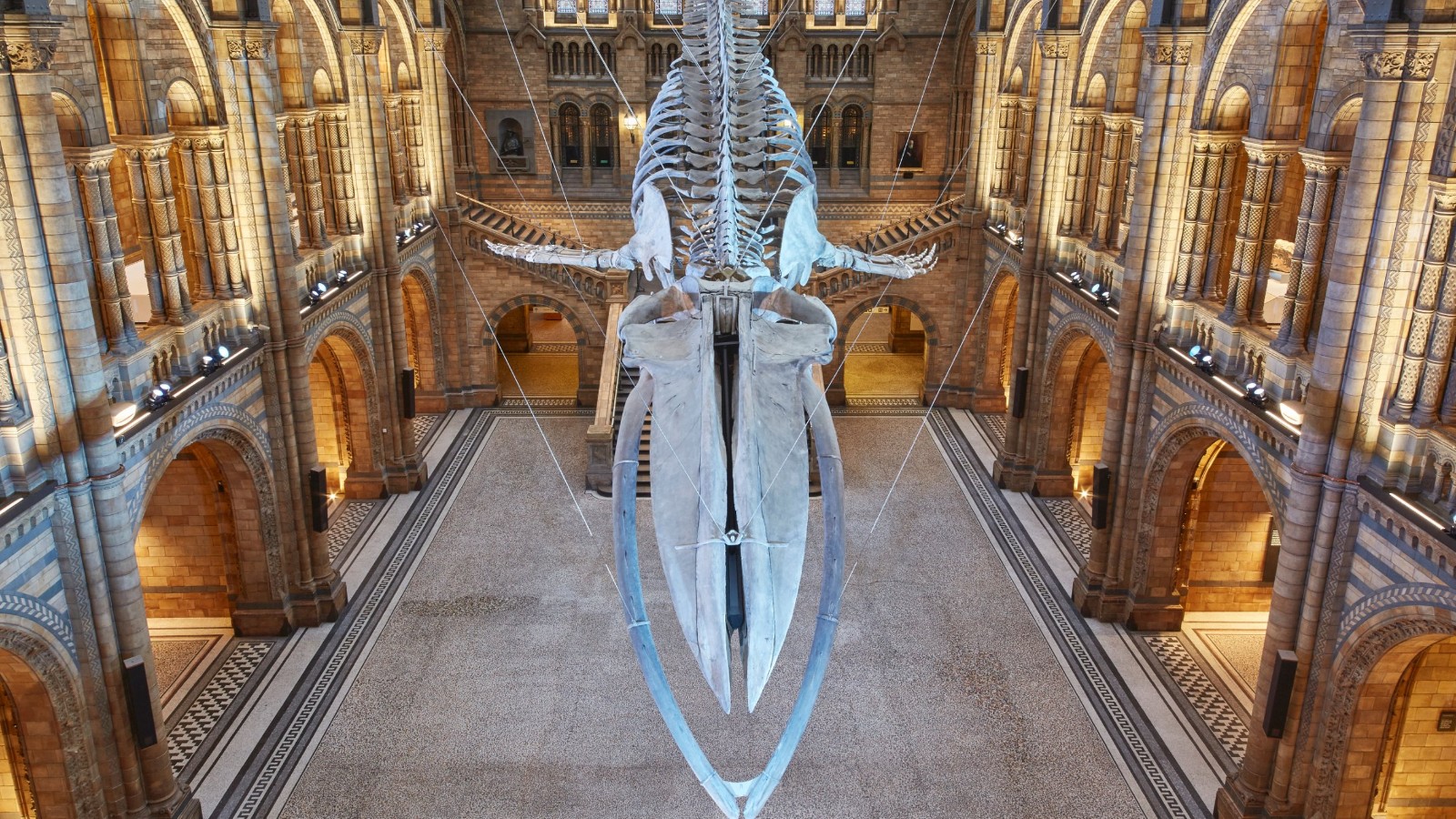 Huge blue whale skeleton unveiled - CNN Video