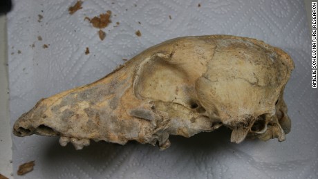 A picture of the 5000 year old Late Neolithic CTC dog skull in the lab before it underwent whole genome sequencing.