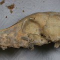 ancient finds Late Neolithic CTC dog skull