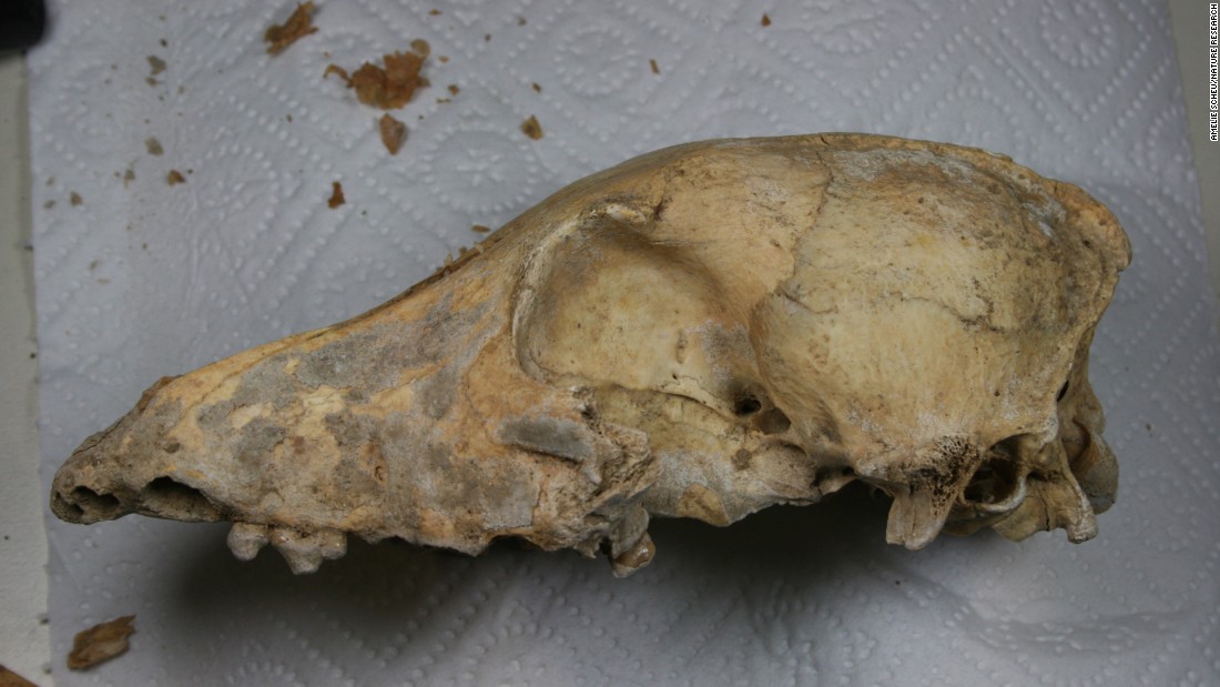 A 5,000-year-old &lt;a href=&quot;http://www.cnn.com/2017/07/19/world/ancient-dog-evolution-study/index.html&quot;&gt;dog skull&lt;/a&gt; found in Germany underwent whole genome sequencing. It was found to be very similar to the genome of modern dogs, suggesting that all modern dogs are direct ancestors of the domesticated dogs that lived in the world&#39;s earliest farming communities in Europe. 