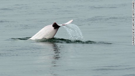 Soon all of Hong Kong's dolphins will be dead