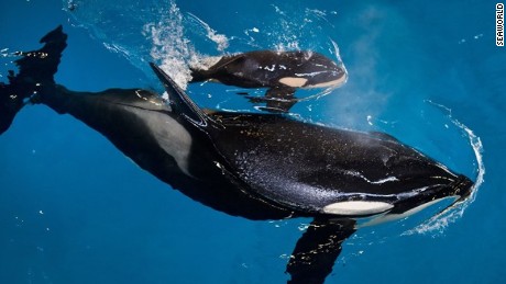 Last baby killer whale born at SeaWorld dies