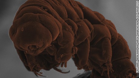 Scanning electron microscope image of the tardigrade species Ramazzottius varieornatus. CREDIT: Kazuharu Arakawa and Hiroki Higashiyama, Keio University