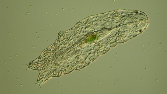 Tardigrades Microscopic Water Bear Can Survive Almost Anything Cnn