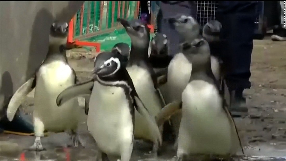 Con gran felicidad estos pingüinos regresan a su hábitat natural - CNN ...