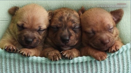 Hassy flotante Depresión Como si fueran bebés: fotografías de tiernos cachorritos para hallarles un  hogar - CNN Video
