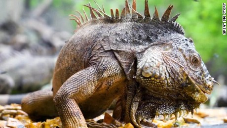 Preserving Prehistoric Lizards With the 'Iguanero' - CNN Video