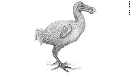 A reconstruction of the dodo