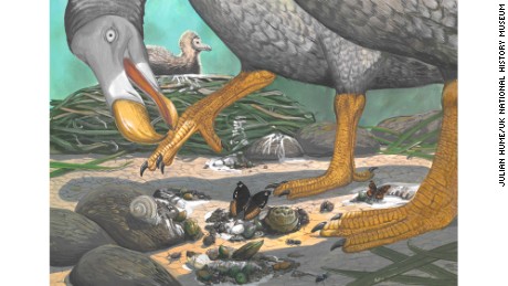 What you didn&#39;t know about the dodo