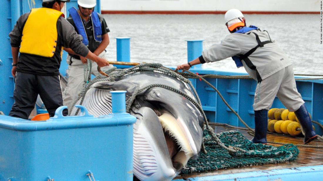 Sea Shepherd US settles Japan whaling case - BBC News