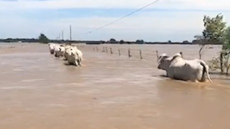 Ranchers Hurricane Harvey cattle sandoval pkg_00000000.jpg