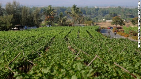 Sula Vineyard in Nashik.