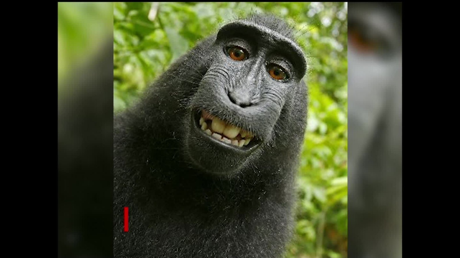 La batalla legal de la 'selfie' del macaco Naruto llegó a su fin - CNN ...