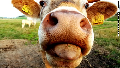 mesmo o nariz e a língua desta vaca curiosa pode ser uma causa de desgosto se uma pessoa com tripofobia estava no final de recepção.