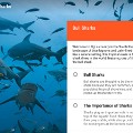 google expeditions sharks