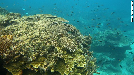 The students used virtual reality to learn about coral bleaching.