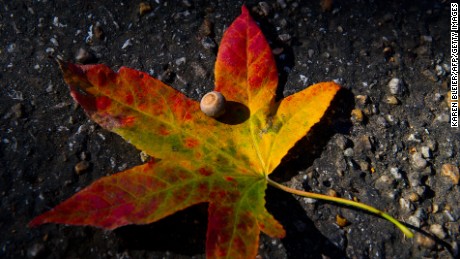 An acorn is seen on top of a fallen Maple leaf in Washington, DC.