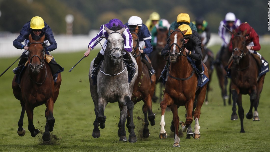Ryan Moore rode Capri (centre, in purple) to victory in the final British Classic of the year, the St Leger at Doncaster.