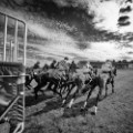 Best photos horseracing 2017: Stalls Sandown