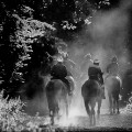 Best photos horseracing 2017: Newmarket gallops