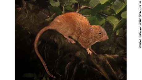 Meet &#39;vika&#39;: New 2-pound rat discovered 