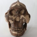 early human ancestor boisei