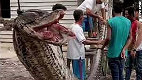 indonesian anaconda blocking alligator fights traffic shlong encounter awesomejelly imitates tinsel