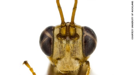 Lusius malfoyi, the non-stinging wasp discovered by Tom Saunders