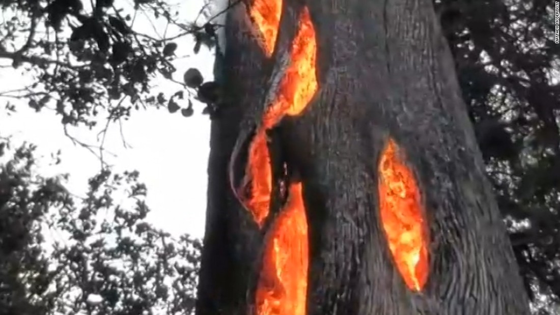 Watch as fire burns inside hollow tree CNN Video