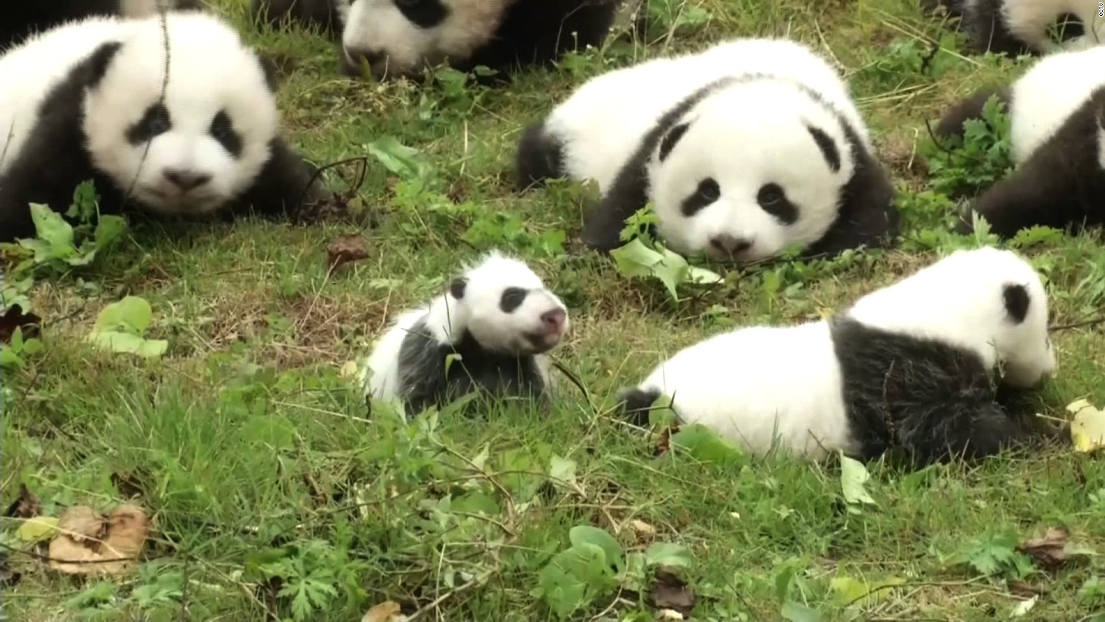 36 panda cubs make adorable debut - CNN Video