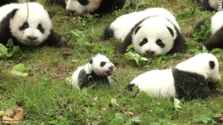 Panda gets frisky, breaks record - CNN Video