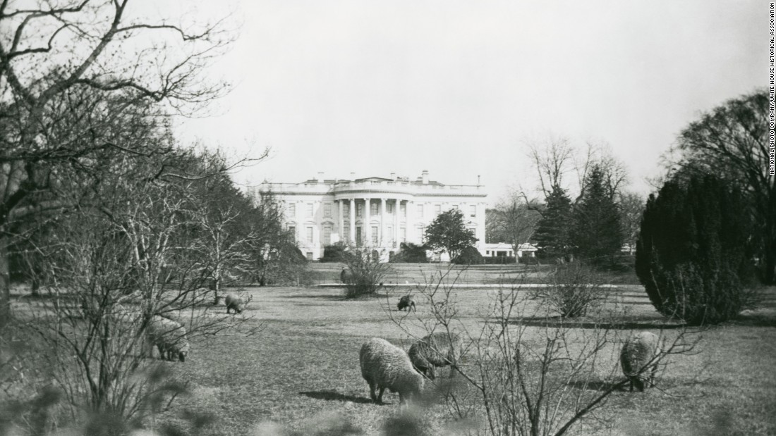 Who needs groundskeepers? Woodrow Wilson&#39;s sheep graze on the South Lawn of the White House.