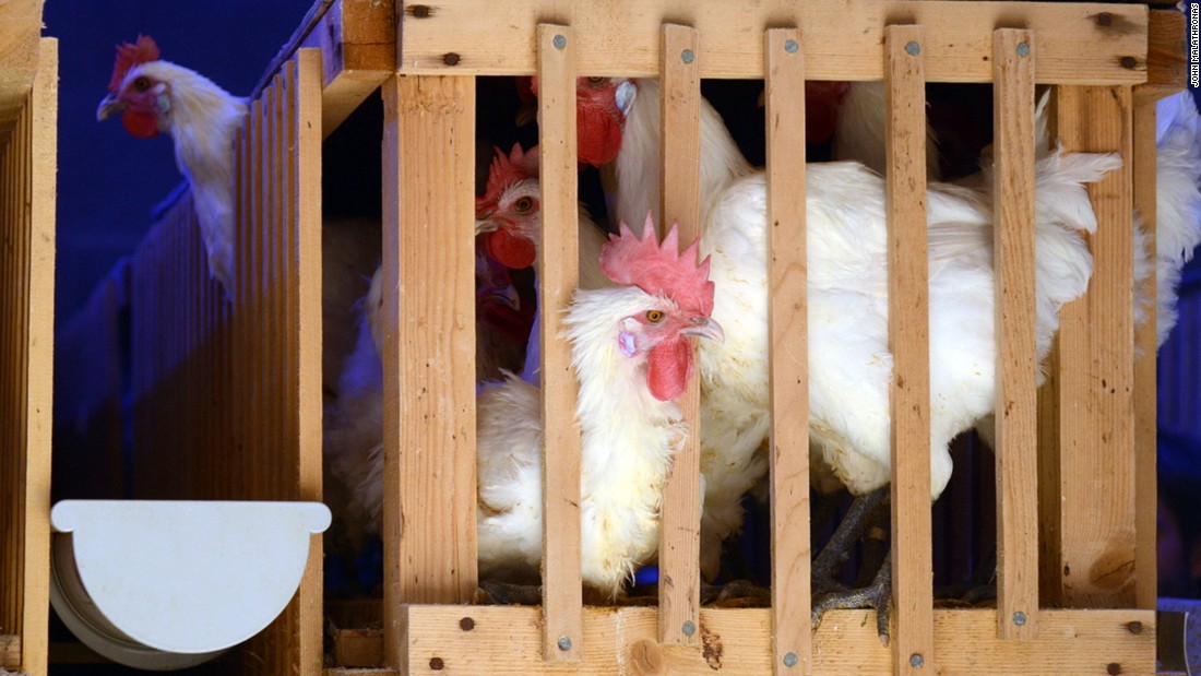 Hundreds More Reported Ill In Salmonella Outbreaks Tied To Backyard Poultry Cnn 