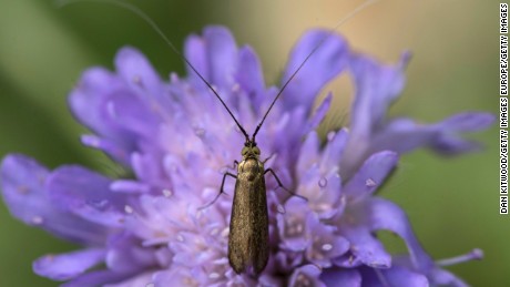 New study suggests insect populations have declined by 75% over 3 decades 