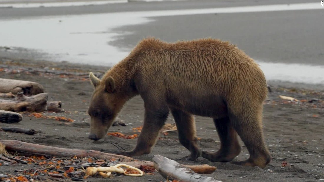 Wild bears do the twist to communicate through smelly footprints