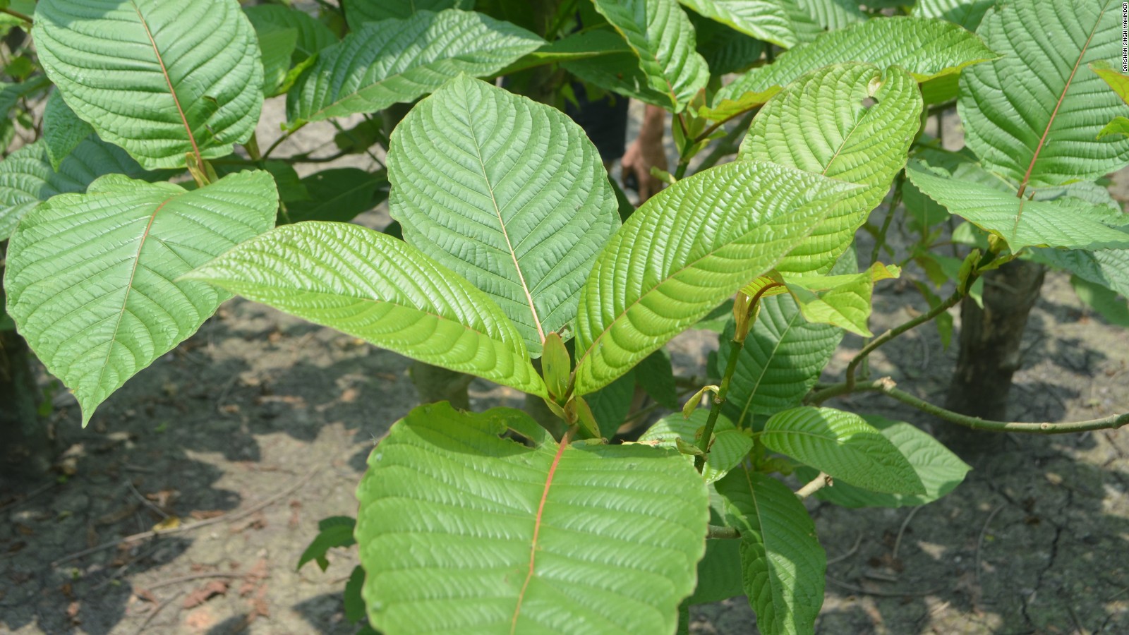 Can the kratom plant help fix the opioid crisis?