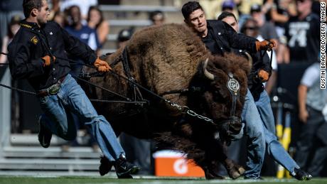Handlers run with Colorado Buffaloes mascot Ralphie before a game on September 10, 2016. 