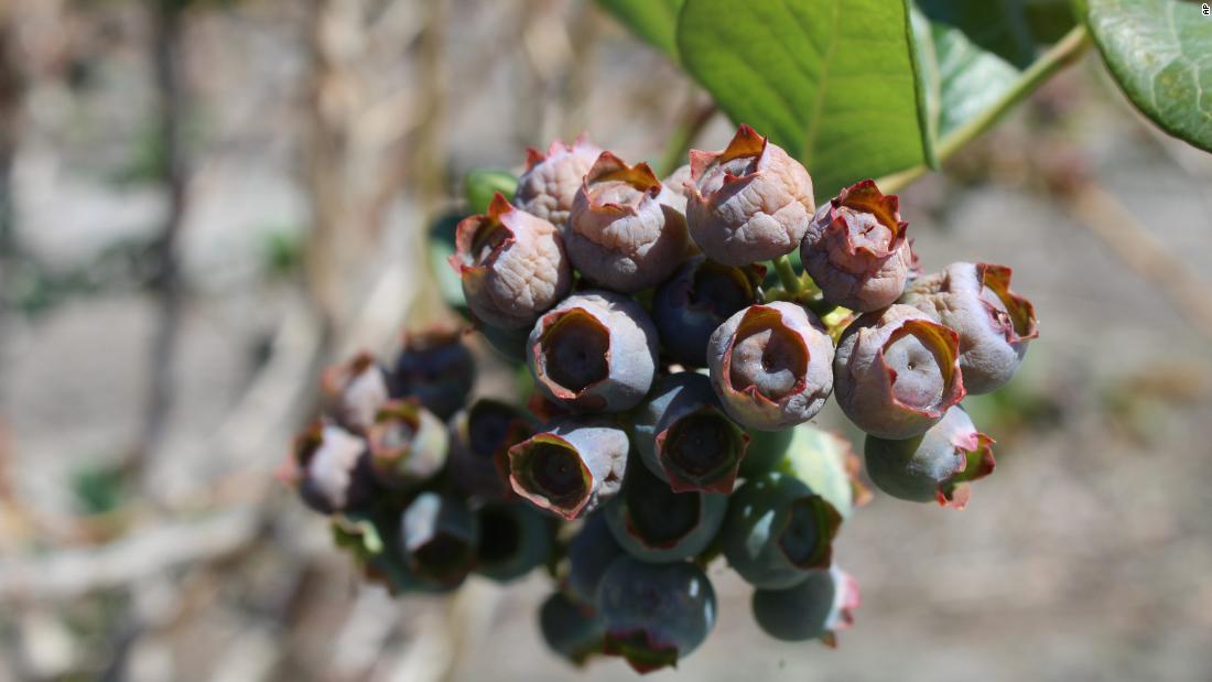 It is not unheard of to have a freeze during March in the south, but what made this freeze different were the three weeks of unseasonably warm weather before it. Because of this warm weather, the southern crops had already bloomed and when the temperature got below freezing, it killed many of the peach, blueberry, strawberry and apple crops.