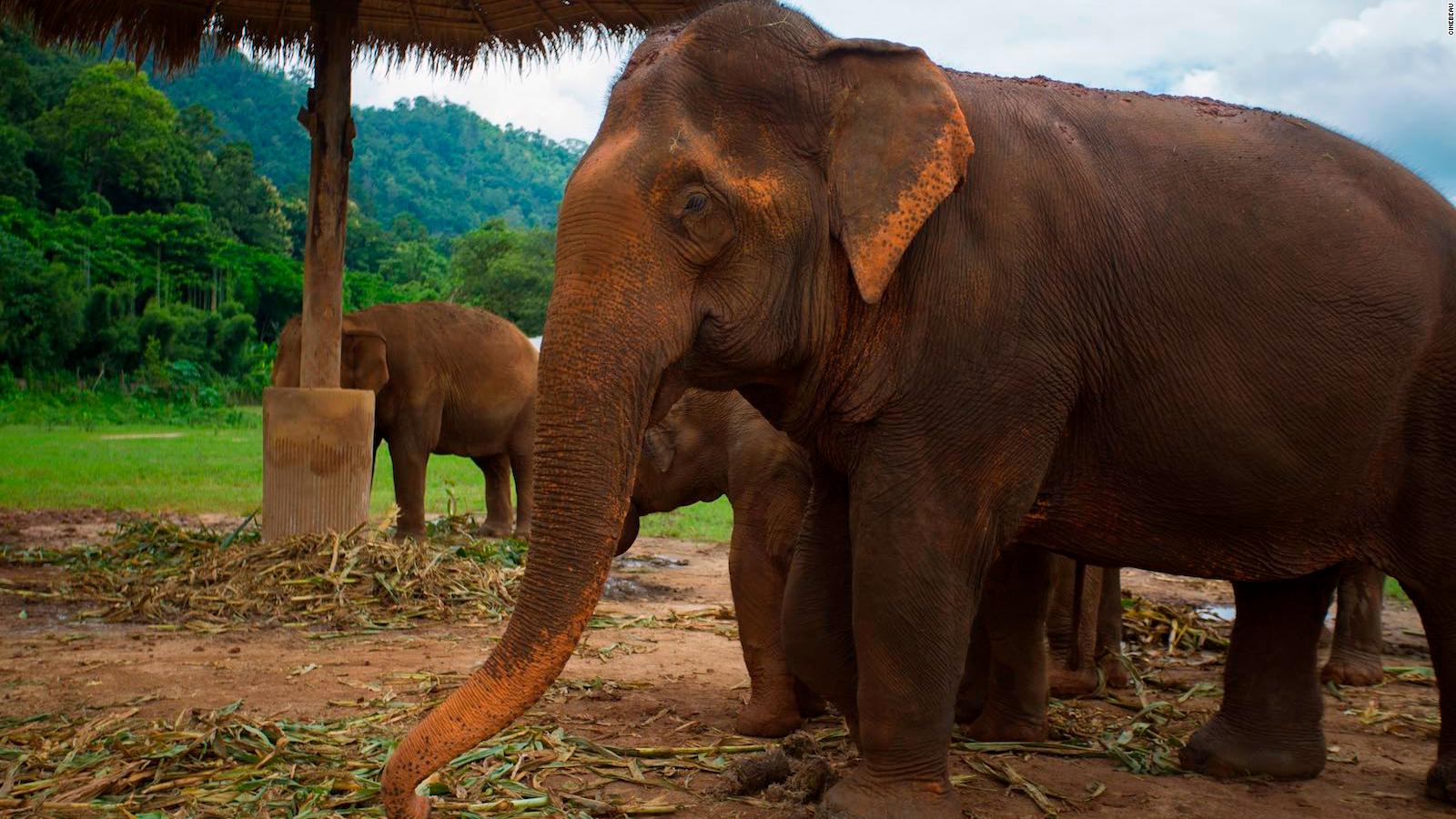 Turbulens melodrama pause Inside Chiang Mai's Elephant Nature Park | CNN Travel