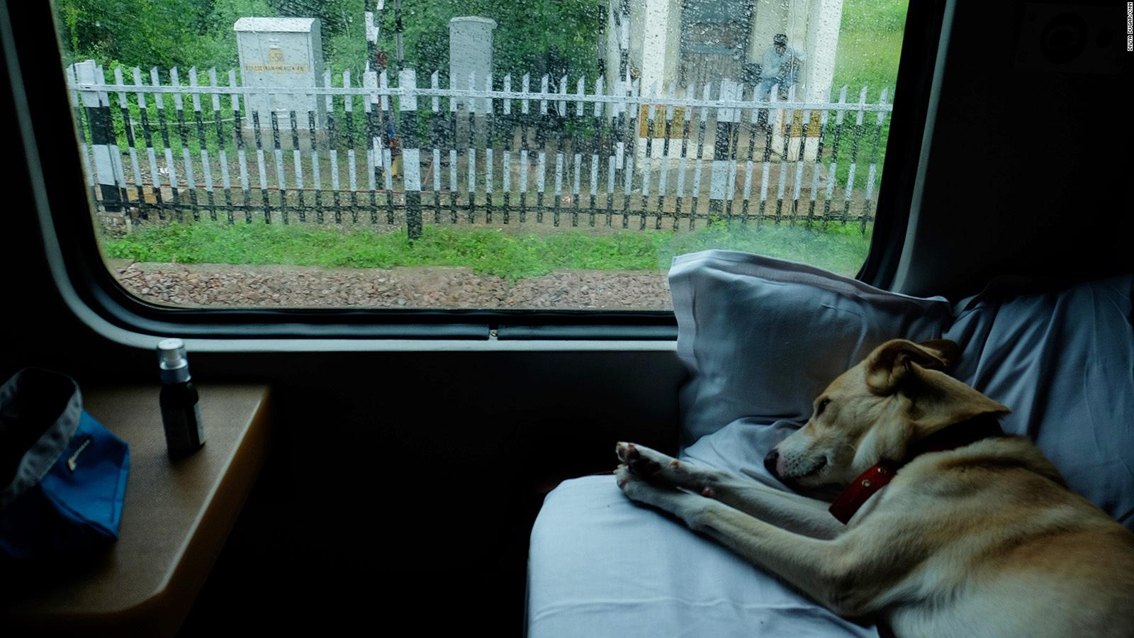 are dog allowed on amtrak