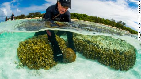 Australia&#39;s Great Barrier Reef receives fertility treatment 