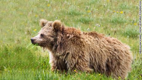 Les ours bruns tibétains du parc national de Deosai, au Pakistan, font partie des sources d'ADN des échantillons censés être des Yétis. Ces créatures sont menacées par le développement moderne.