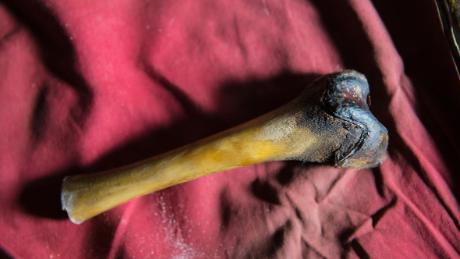 Un os du fémur provenant du corps décomposé d'un prétendu Yéti a été trouvé dans une grotte au Tibet. La biologiste Charlotte Lindqvist a testé l'ADN de l'os pour Icon Filmsapos ; quot;Yeti or Notquot ; TV special. L'os provenait d'un ours brun tibétain.